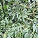 하루언니 이미지