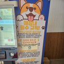 코니아일랜드아이스크림 | 비오는날 갈만한곳 남양주 대형 실내애견카페 코니아일랜드