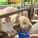 천원목장 이미지