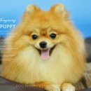 퍼피몽몽 이미지