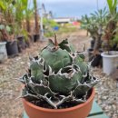 백경농장 이미지