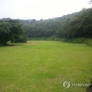 제주자연잔디