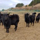 산지흑염소 이미지