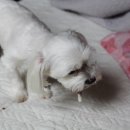 하트약국 이미지