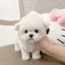 루이비숑 이미지