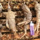 최순복농장 이미지