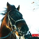 경보목장 이미지