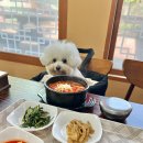 동갈보대 이미지