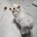 엠에스그루밍 | 부산진구 강아지미용 편안하고 이쁘게 잘하는 엠에스그루밍