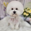 복이네애견 이미지
