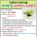 9.11(월)인테리어 반려식물(드라세나 스리랑카)_오전10시30분_성인 대상 이미지