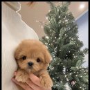 강아지에 빠지다 이미지