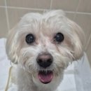 VIP동물의료센터 동대문점 이미지