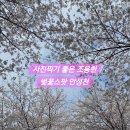 안성천 | 조용한 벚꽃 명소, 사진찍기 좋은 안성천 벚꽃스팟 공유(4월5일개화현황)