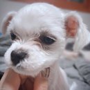 기분좋은 동물병원 이미지