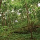 산이키운삼