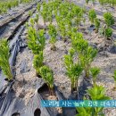 UP농장 네이버블로그
