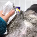 나라펫 | 네이버펫바우처 | 포포몽 강아지 발티슈, 바이랩 강아지 발샴푸 후기