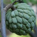 리치코리아 | CRS코리아 펀치밤 입호흡 과일액상 석가 사용후기