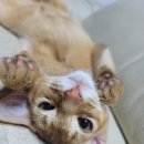 냥냥살롱 이미지