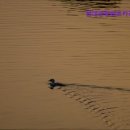 ㈜현대관광렌트카 강릉포남영업소 | 강원도 강릉 렌트카 렌트 추천 현대관광렌트카강릉포남영업소 차종 다양성과 편리한 서비스