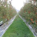 광덕농원 이미지