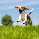 위즈동물메디컬센터 이미지