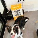 휘게 펫케어 | 수원 애견호텔 알아보다 방문한 휘게펫케어 수원영통점 후기