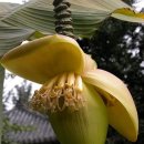 1월 20일의 꽃은 '파초 (Japanese Banana)' 이미지