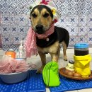 4월 일기 : 버선발로 봄 맞이하기 - 1편