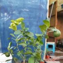 드림팜코리아 이미지