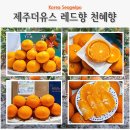 꽃향기 가득 천 채색화 | 제주 레드향 3kg 천혜향 5kg 실속형 제주도 특산품 제철과일