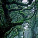 숲속풍경 이미지