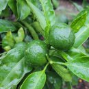 은옥농장 이미지