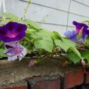 소리나팔꽃 이미지