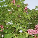 마로니에 이미지