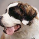 우성동물병원 이미지