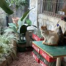 배부른고양이 이미지