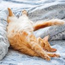 윌동물외상센터 이미지