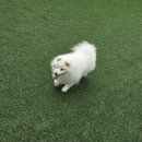서울면목초등학교 | [면목동애견미용] 신규 오픈샵 ‘킹스독’ 폼피츠 물개컷 &amp; 코코슈 스파 후기!