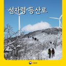 평창군농업기술센터 진부분소 | [명품숲길 50선] 사계절 바람의 언덕, 선자령 등산로 완전정복! 풍력단지부터 억새평원까지