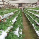 관상농장 이미지