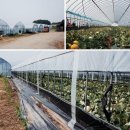 채원농장 이미지