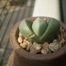 피니진 네이버블로그