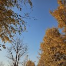 강천가로수길 | 주중 오후, 갑자기 떠난 여주 강천섬 가을 나들이 🍂