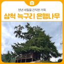 늑구1리마을회관 | 천년 세월을 간직한 거목, 삼척 늑구리 은행나무