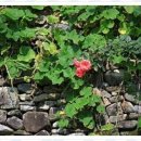 하서원 민박 이미지