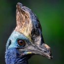 한식조리사 자격증 이미지