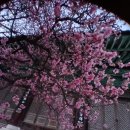 보도중로2-4 | 경남 양산 통도사에는 지금 ‘우담바라 꽃이 피었다’