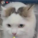 고양이미용호텔_미야옹 이미지